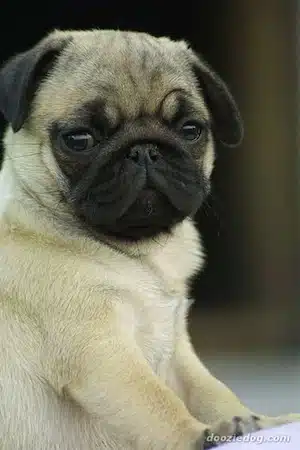 El Perro Carlino Pug Y Sus Características