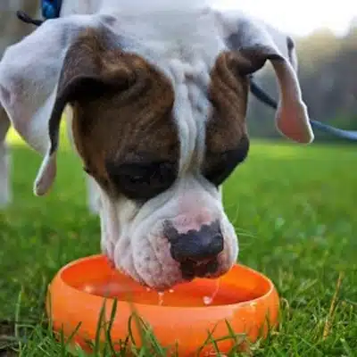 El consumo de Agua en los Perros