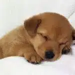El Sueno En Los Perros