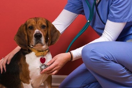 5 Enfermedades infecciosas del perro 