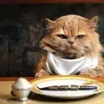 La Obesidad En Los Gatos