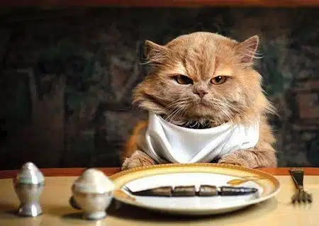 La Obesidad En Los Gatos