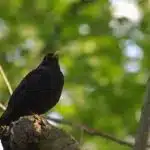 Los Pájaros Cantores