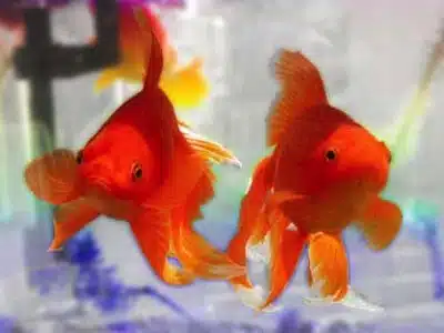Los Cuidados Del Pez Goldfish