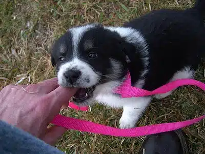 Malos Hábitos De Los Cachorros