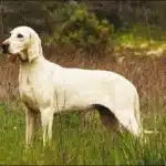 Perro De Raza Billy