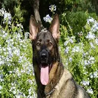 Perro pastor alemán