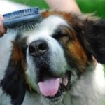 Productos para la higiene de tu Perro