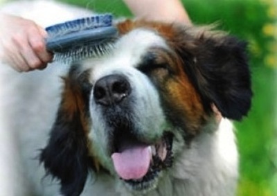 Productos para la higiene de tu Perro