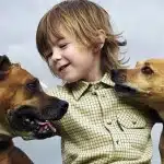 Razones Por Las Que Debes Comprar Un Perro