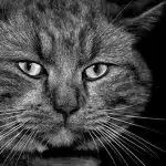Todo Sobre Los Bigotes De Los Gatos