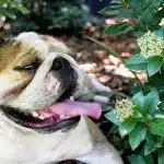 Tratamiento Para Intoxicacion En Perros