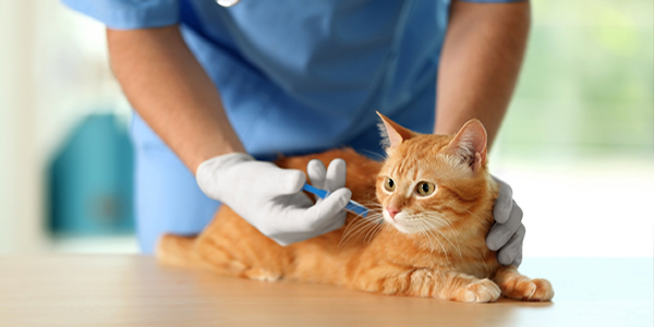 5 Enfermedades infecciosas de los gatos
