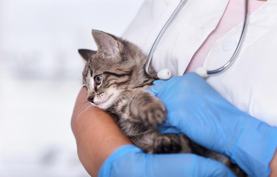 5 Enfermedades infecciosas de los gatos