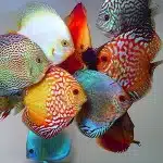 Beneficios De Tener Peces En Casa