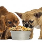 Consejos para alimentar nuestros perros