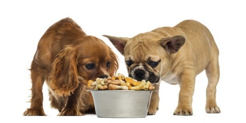 Consejos para alimentar nuestros perros