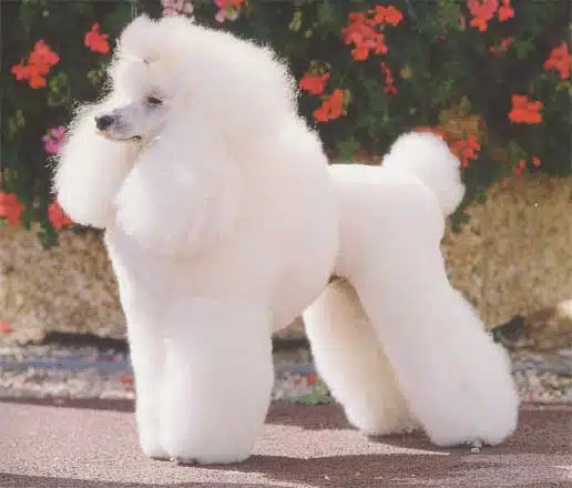 Cortes-De-Pelo-Para-Perros
