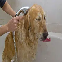 El mal olor del perro