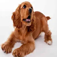 El perro Cocker Spaniel