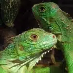 La Iguana
