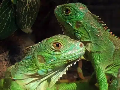 La Iguana La Iguana