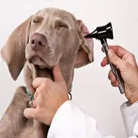 La otitis en perros síntomas y tratamiento