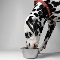 Alimentación para perros