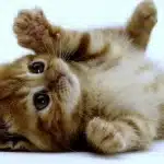 Razas De Gatos Mas Pequeñas