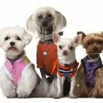 Ropa Para Perros
