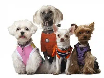 Ropa Para Perros