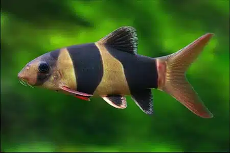 Tres Tipos De Peces Para Tu Acuario