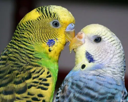Un Pájaro Fiel A Su Pareja