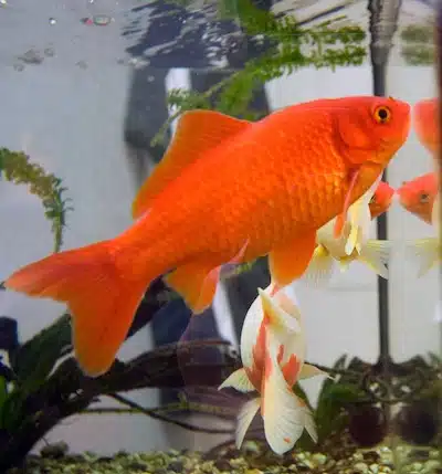 Carpin