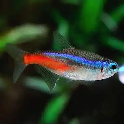 Tres Tipos de peces para tu Acuario