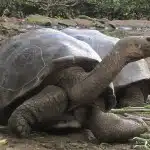 Tortugas De Galápagos