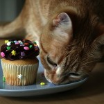 Alimentos toxicos para Gatos