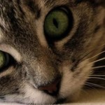Como cuidar los ojos del Gato
