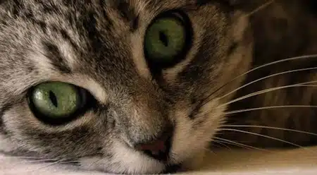 Cómo Cuidar Los Ojos Del Gato
