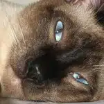 El Caracter Del Gato Siames