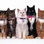 El Color De Los Gatos