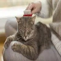 El cuidado de los gatos