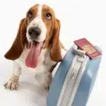 Las Mascotas En Vacaciones