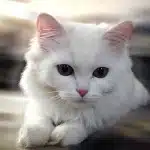 Los Gatos Blancos