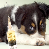 Plan de vacunación para perros