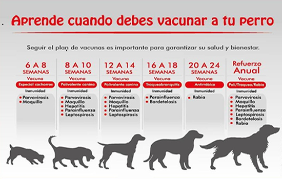 Plan de vacunación para perros
