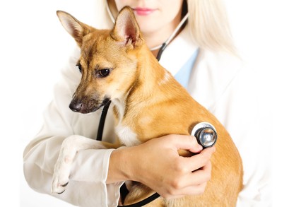 Tratamiento de hipertension en perros