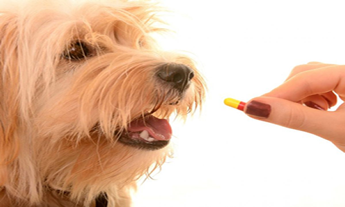Vitaminas y suplementos para perros