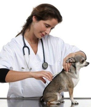 Plan de vacunación para perros 