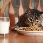 Alimentacion Del Gato